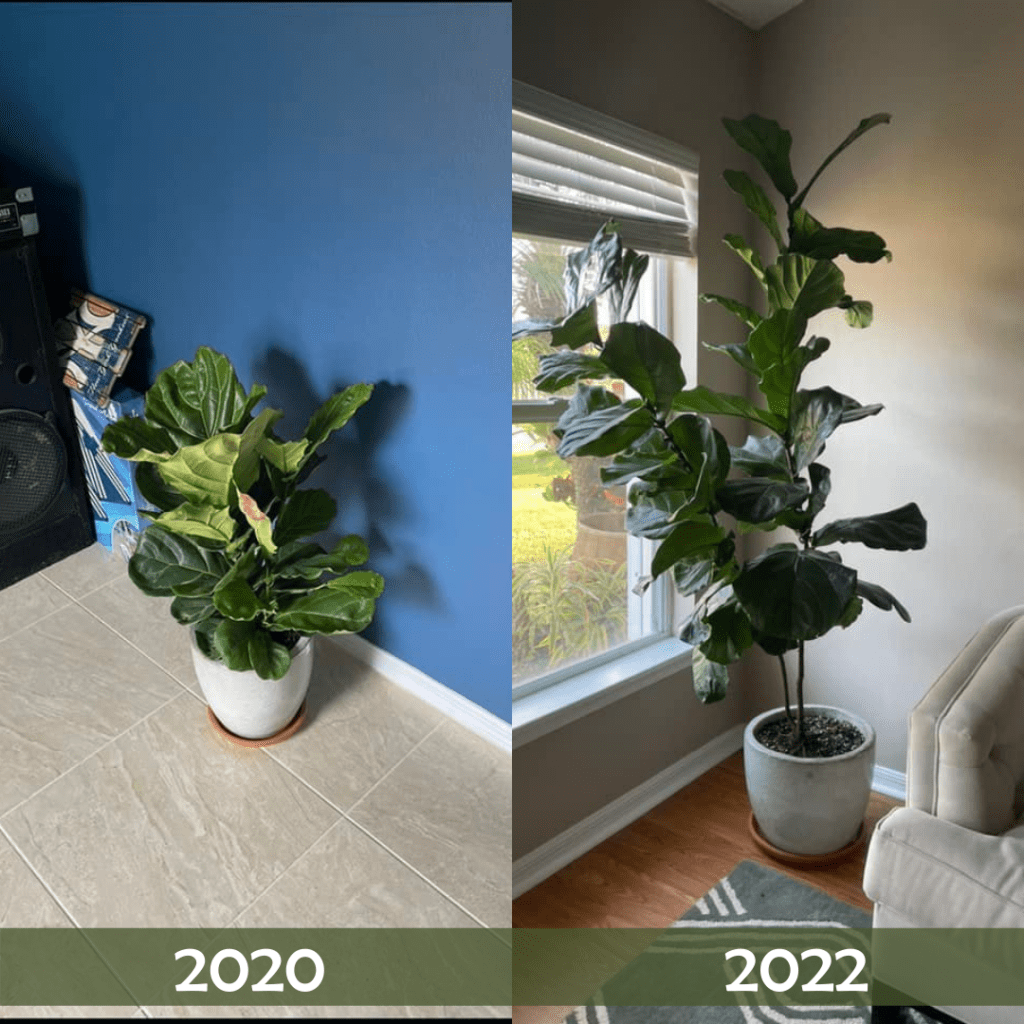 fiddle leaf fig plant food before and after review