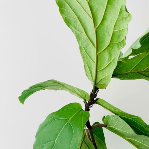 How Big Do Fiddle Leaf Figs Grow? | Fiddle Leaf Fig Plant