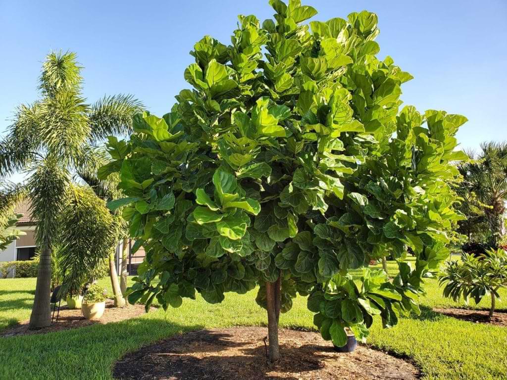 Fiddle Leaf Fig Tree In Living Room