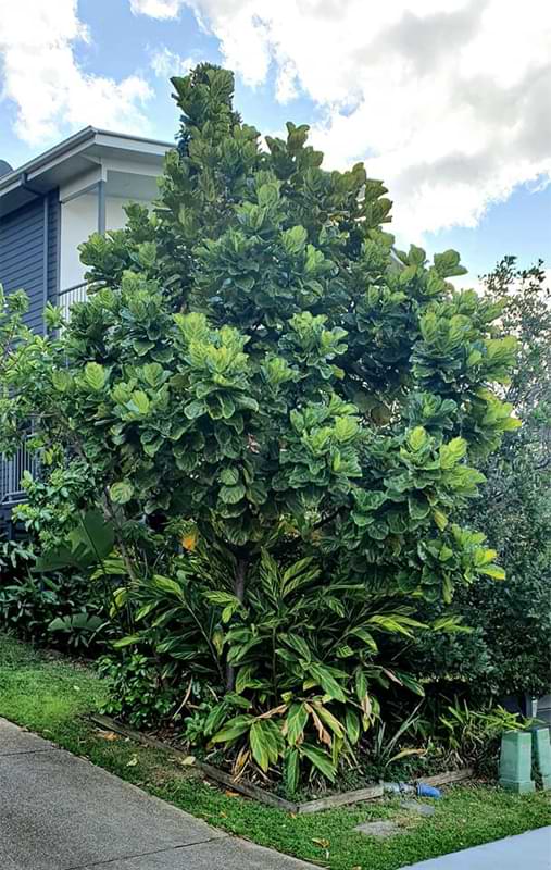 In this article, we’ll tell you everything you need to know about growing a fiddle leaf fig outdoors as a potted plant or in the ground.