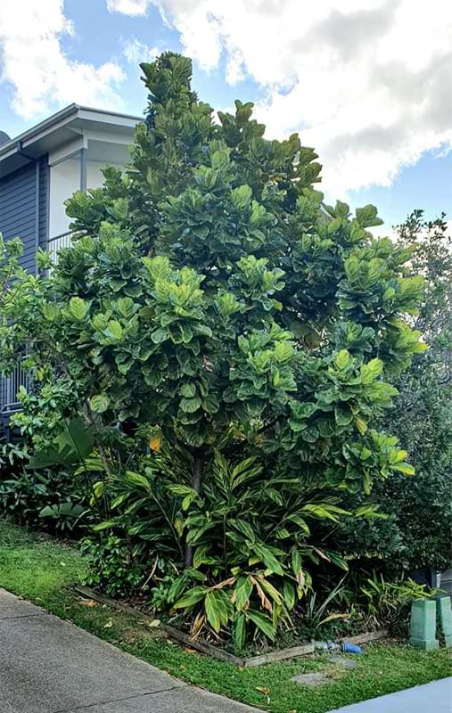 Caring For a Fiddle Leaf Fig Outdoors 3 In this article, we’ll tell you everything you need to know about growing a fiddle leaf fig outdoors as a potted plant or in the ground.