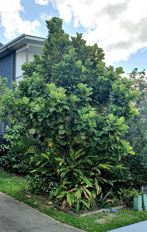 Caring For a Fiddle Leaf Fig Outdoors