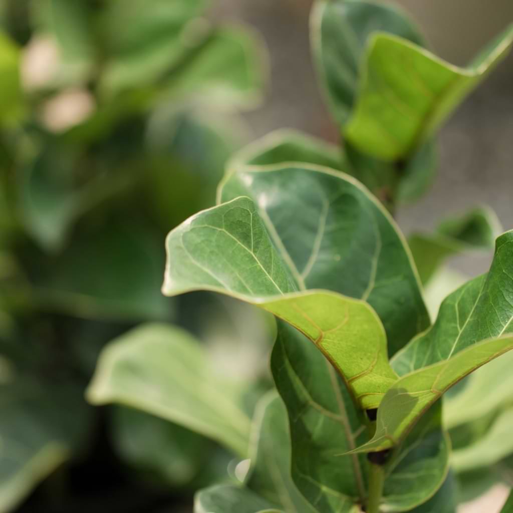In this fiddle leaf tree care guide, we’ll explain how to take the best care of your ficus lyrata so your tree will grow tall and gorgeous.