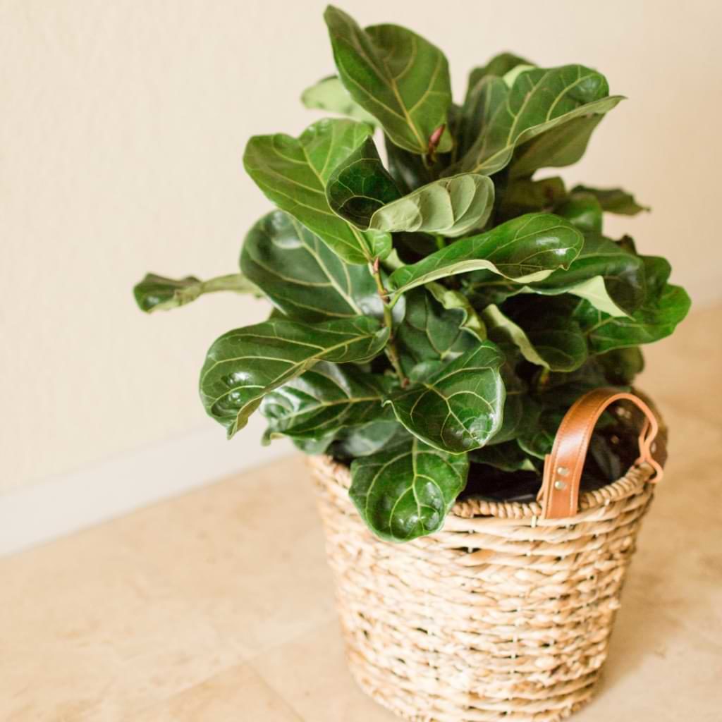 You might wonder if there’s a difference between a fiddle leaf fig bush and a tree. Learn more about how to get that lush, thick foliage you’re after.