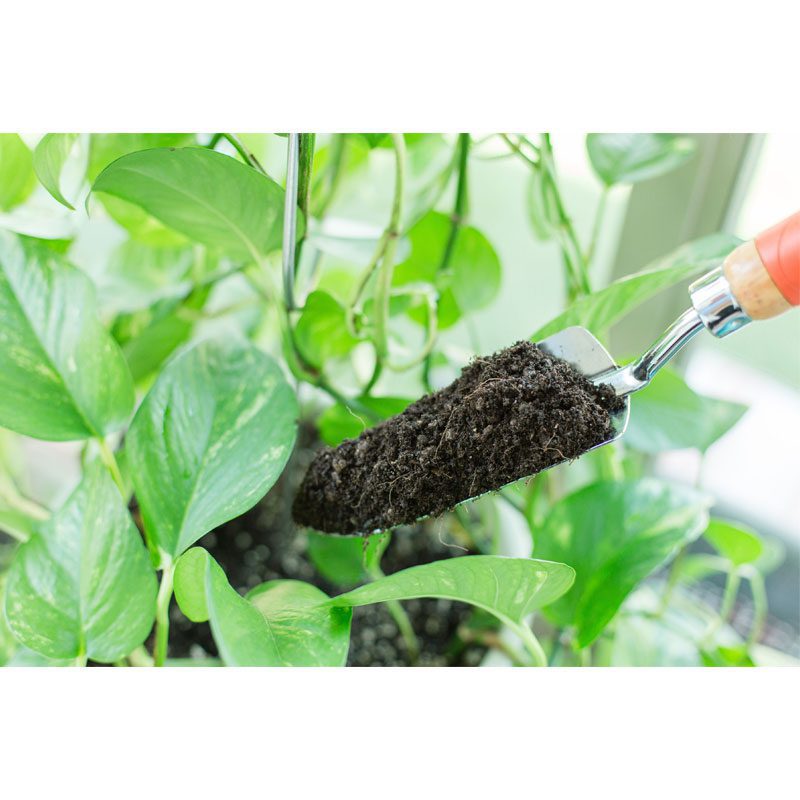 Indoor Plant Soil 2 Indoor Plant Soil