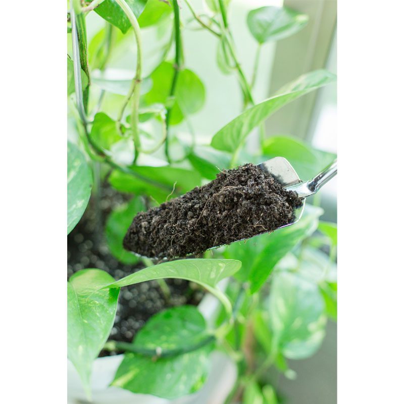 Indoor Plant Soil