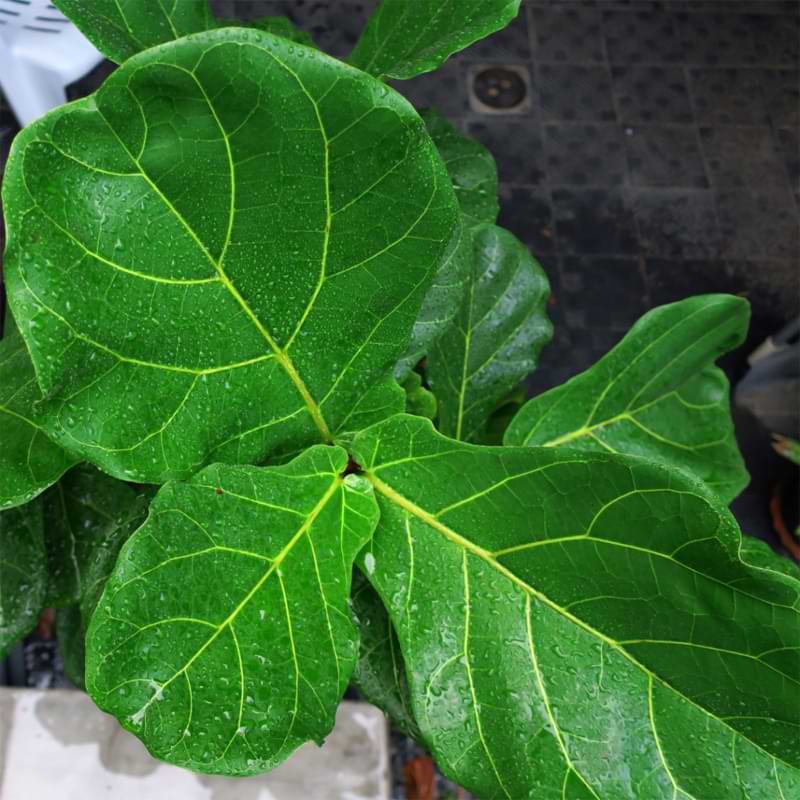 Fiddle leaf figs are known for growing tall and beautiful indoors. But just how big do fiddle leaf figs grow, and at what rate?