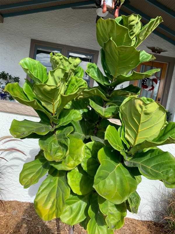 Caring For a Fiddle Leaf Fig Outdoors 4 In this article, we’ll tell you everything you need to know about growing a fiddle leaf fig outdoors as a potted plant or in the ground.