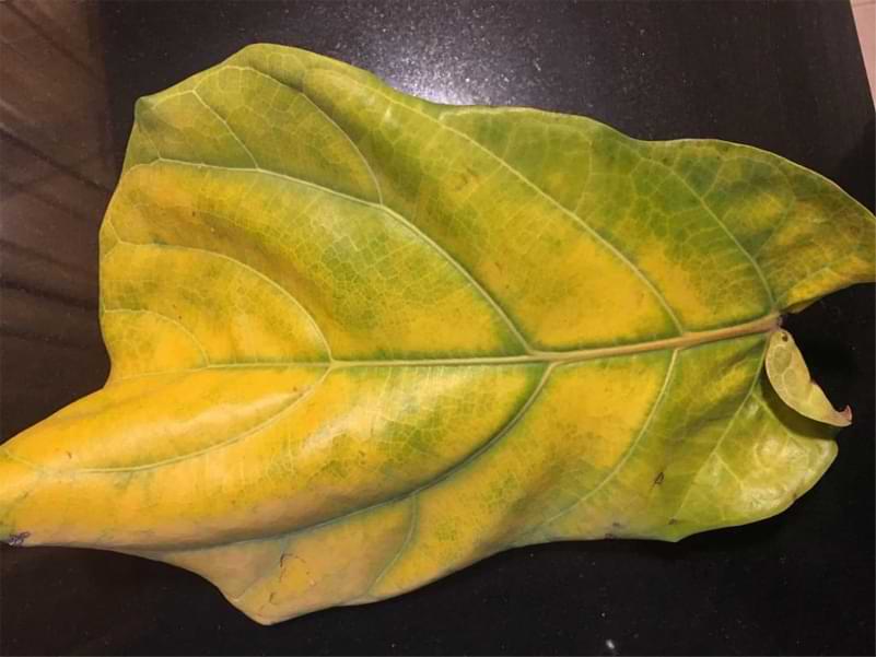 yellow fiddle leaf fig leaf