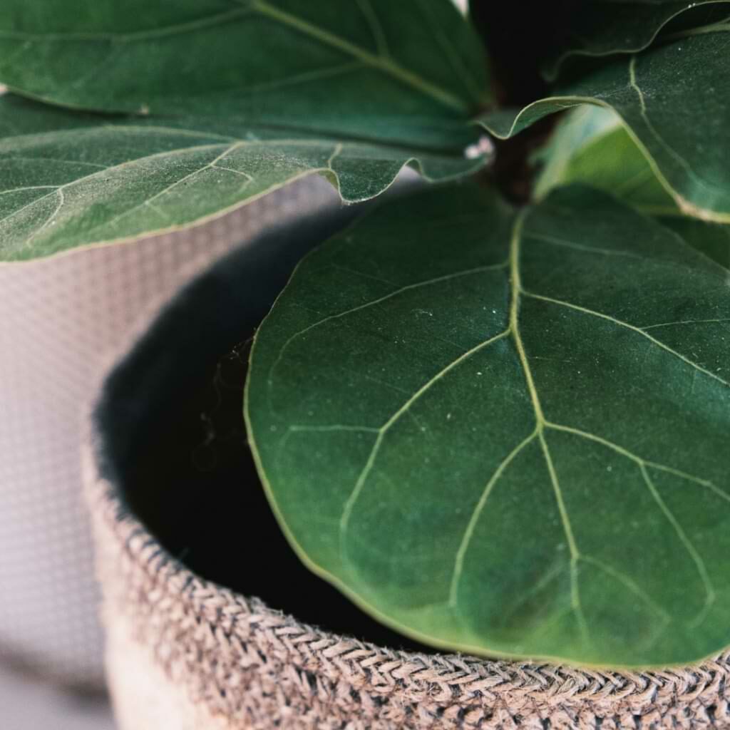 When it comes to Ficus vs. fiddle leaf fig plants, some people use both terms interchangeably, but let’s figure out what their differences are.