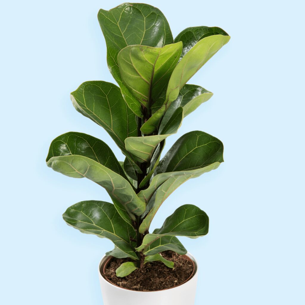 How to Buy a Plant Online and What to Do When It Arrives 3 Buying a plant online does not have to be scary. Click to read 10 tips for how to buy a plant online and what to do when it arrives.
