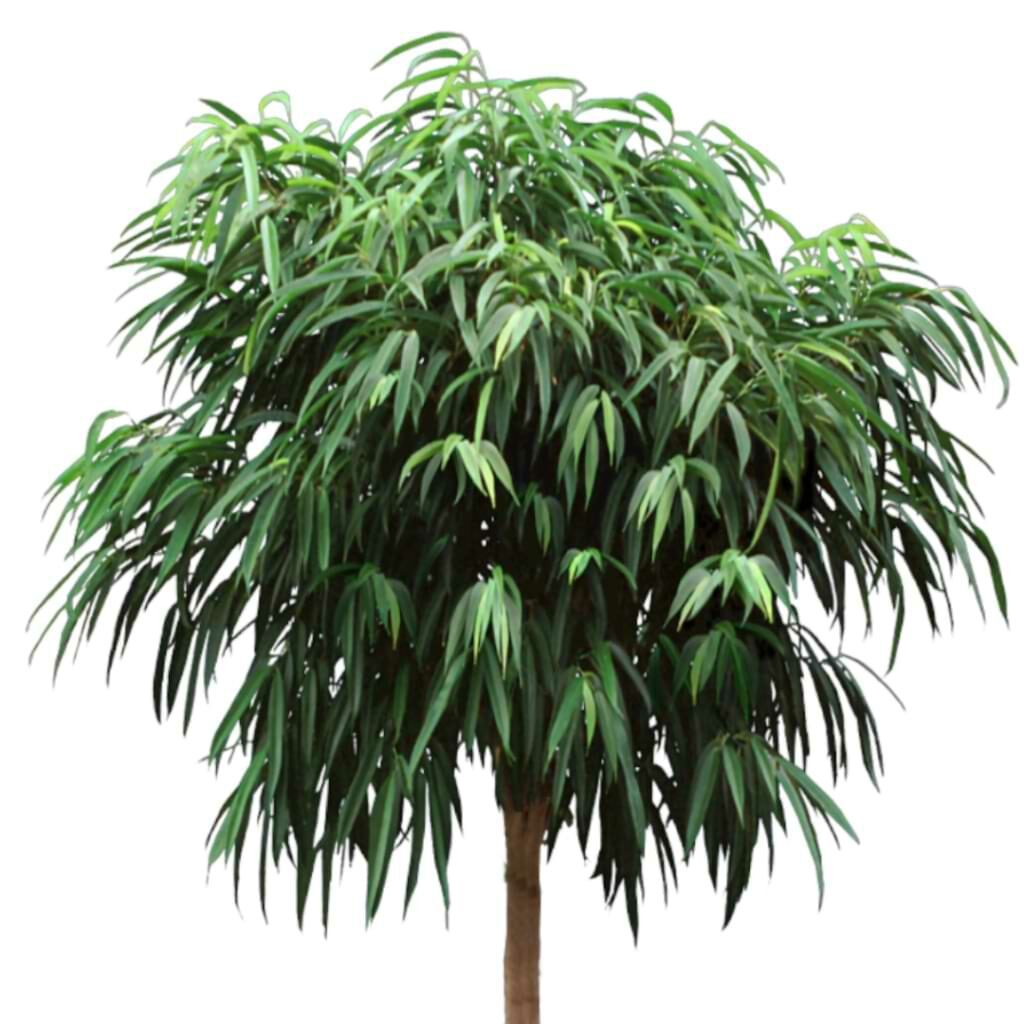 Ficus Alii