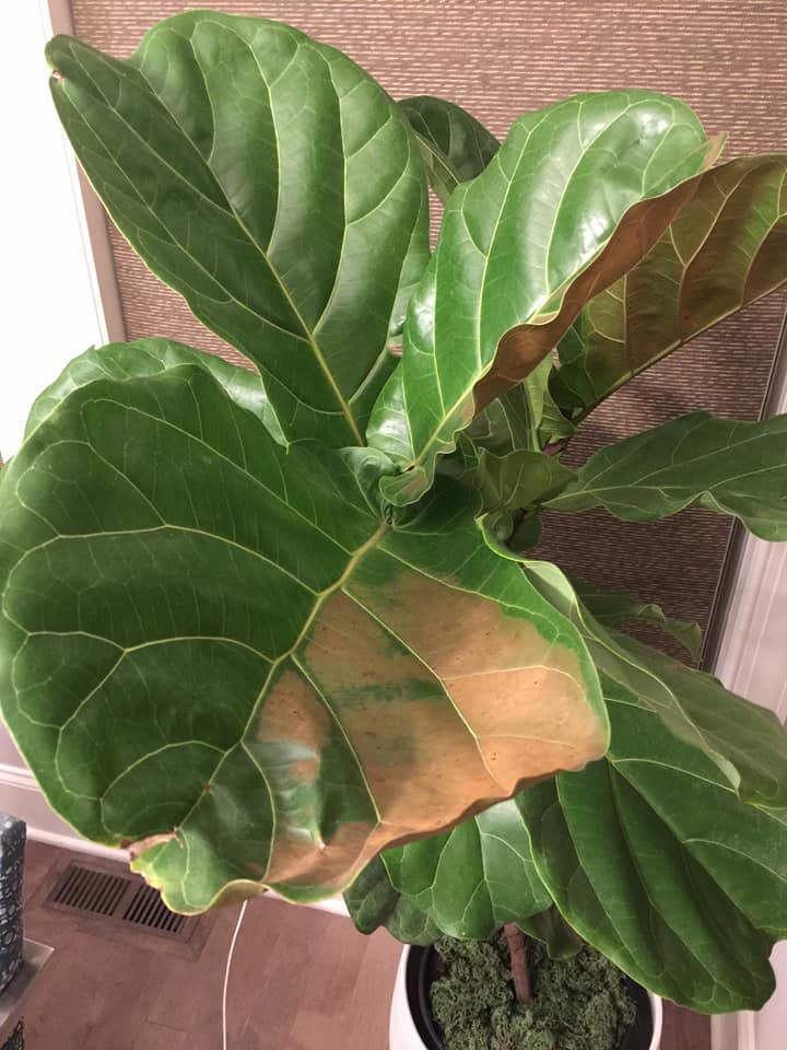Fiddle Leaf Fig Sunburn 10