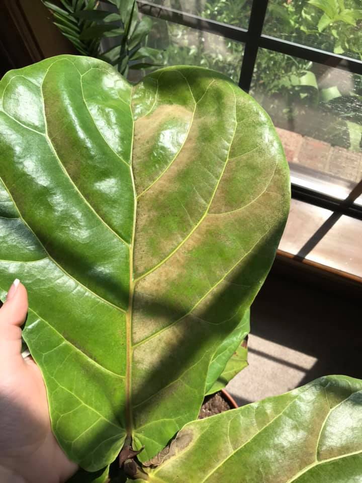 Fiddle Leaf Fig Sunburn 11