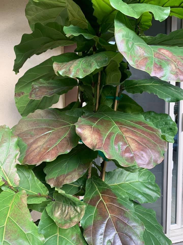 It takes a bit of experience to determine how to treat and fix fiddle leaf fig brown spots. Follow this ultimate guide to find out how.