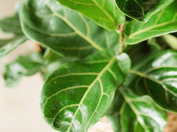There are a few things to look for to avoid a sick plant and protect your investment. Before you shop for fiddle leaf fig, do your research.