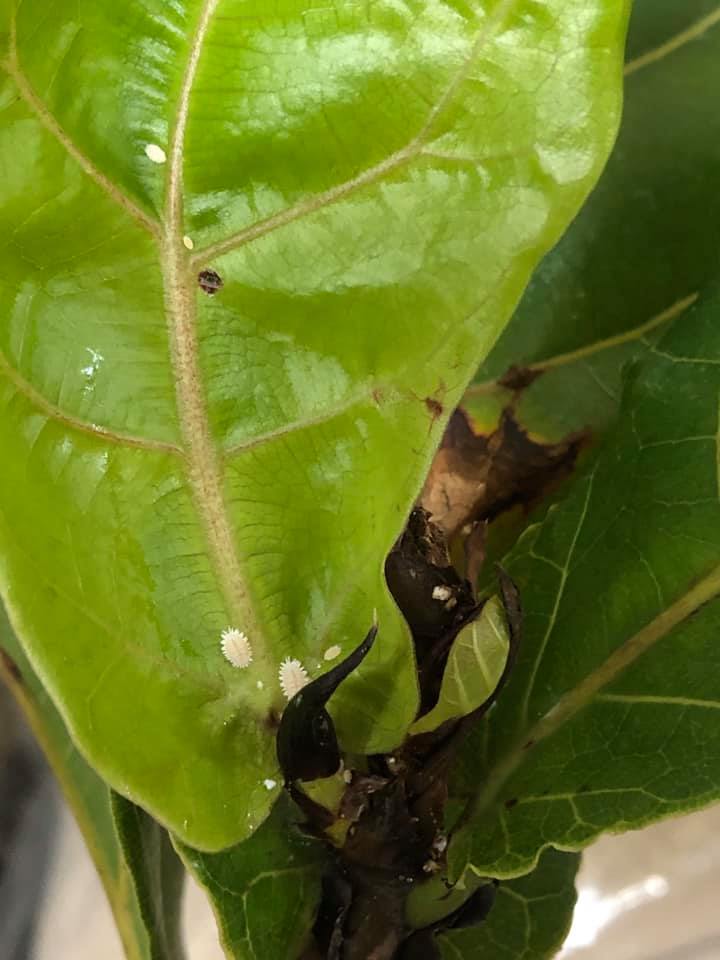 MealyBugs on Fiddle Leaf Figs
