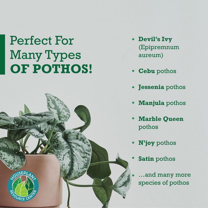 Pothos Plant Food