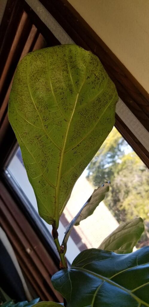 Spider Mites on Fiddle Leaf Fig 2