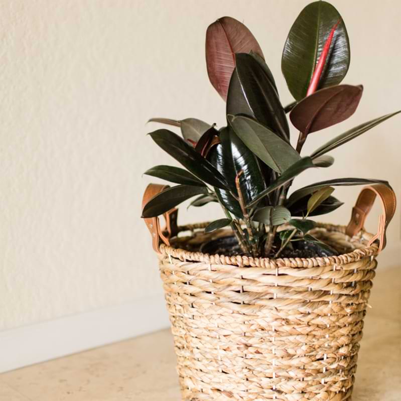 Ficus Burgundy