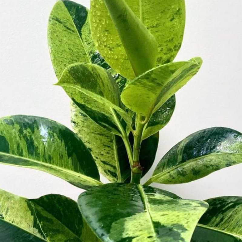 Ficus Shivereana