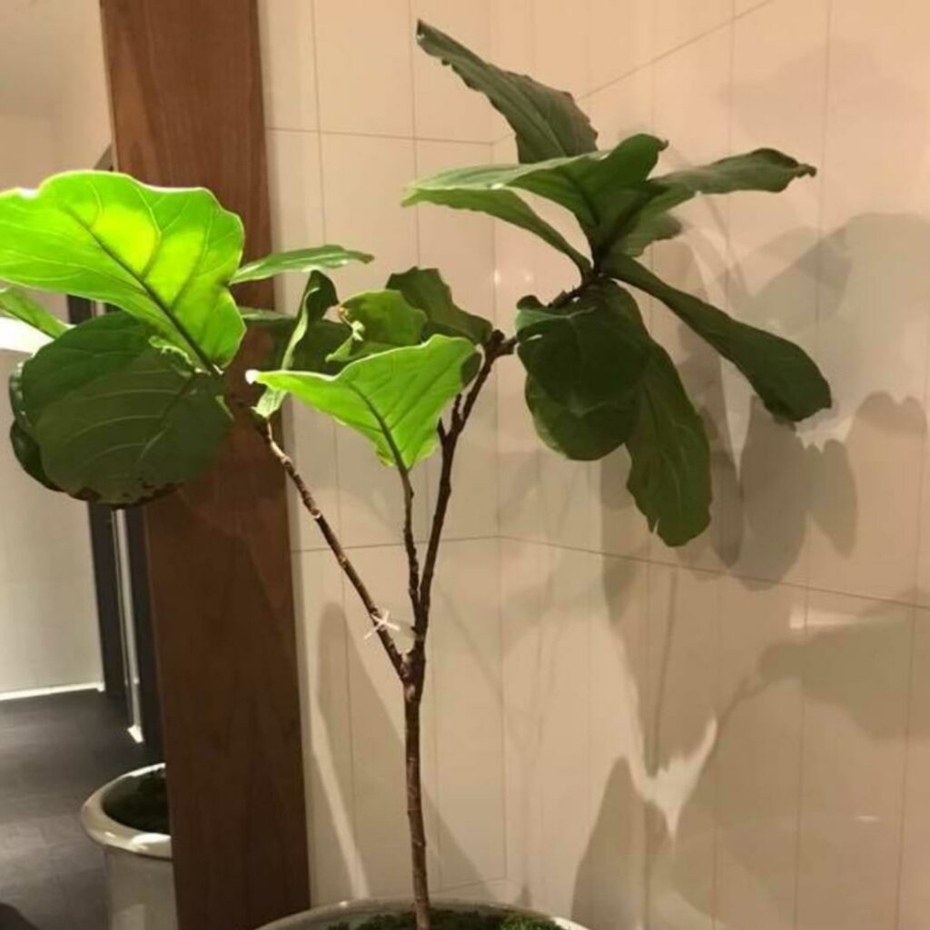 How do stores Fiddle Leaf Figs Survive in Low-Light? Learn the secrets behind these plants that have access to no natural light.