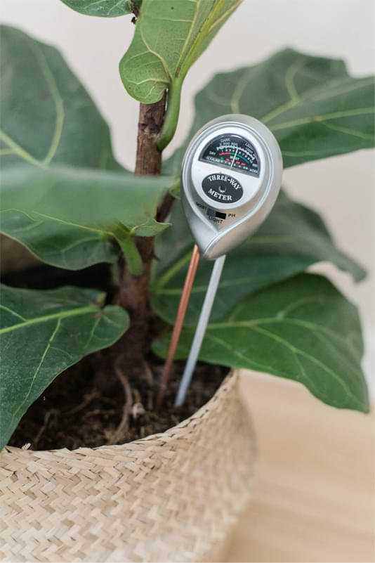 <strong>3 Clever Reasons Fiddle Leaf Figs Survive in Low-Light Stores</strong> 3 Houseplant-Moisture-meter