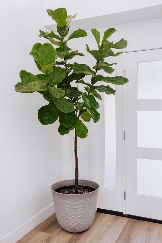 Sunburn can happen quickly! Learn how to rehab a sunburned fiddle leaf fig.