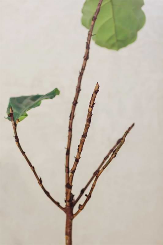 Sunburn can happen quickly! Learn how to rehab a sunburned fiddle leaf fig.