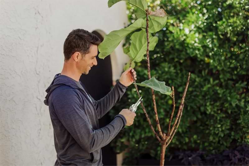 How To Rehab a Sunburned Fiddle Leaf Fig Tree 6 Sunburn can happen quickly! Learn how to rehab a sunburned fiddle leaf fig.