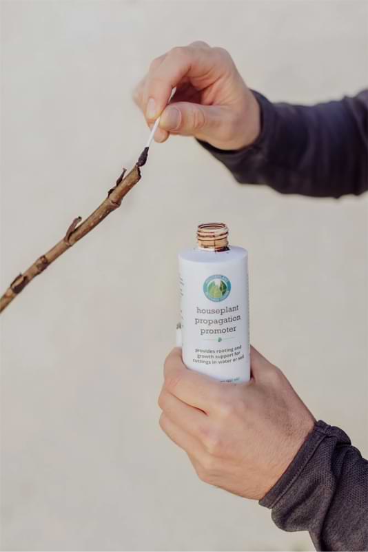 How To Rehab a Sunburned Fiddle Leaf Fig Tree 9 Sunburn can happen quickly! Learn how to rehab a sunburned fiddle leaf fig.