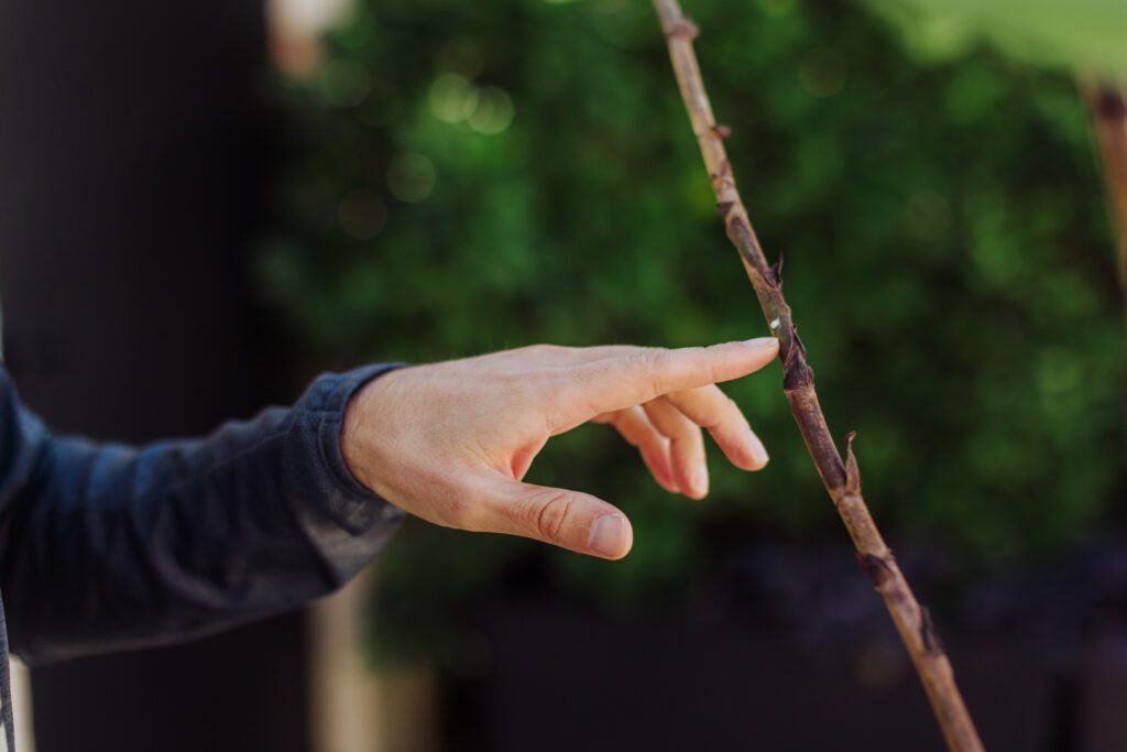 Sunburn can happen quickly! Learn how to rehab a sunburned fiddle leaf fig.