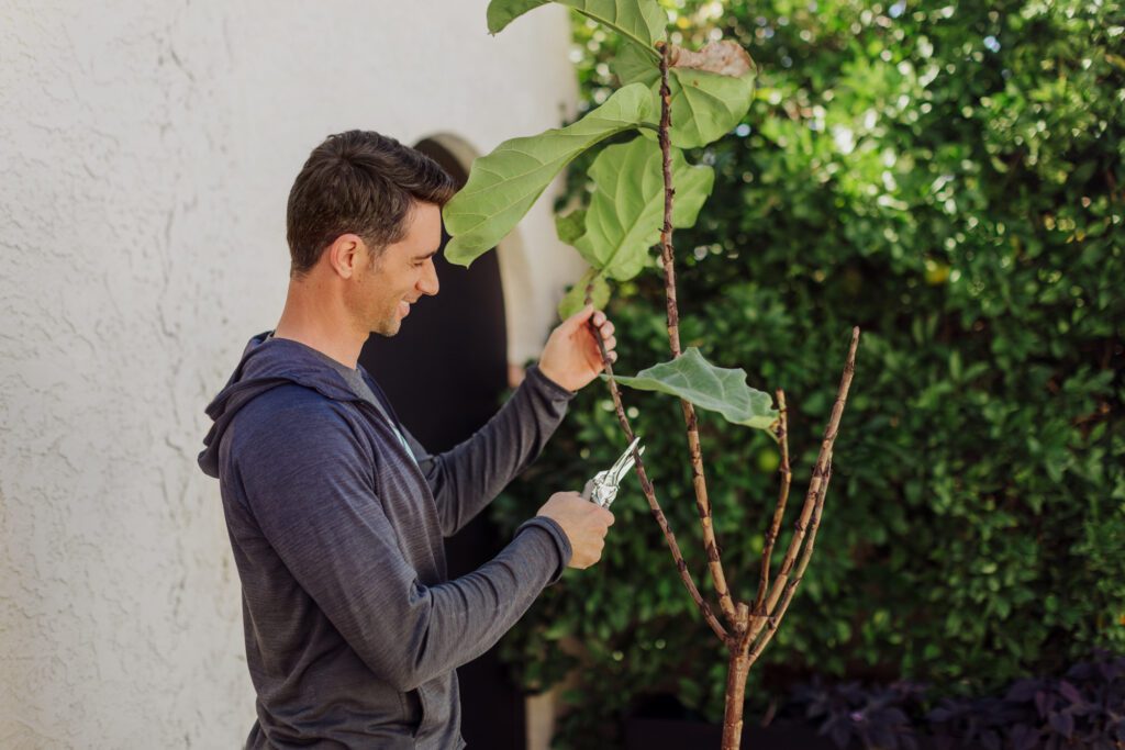 Sunburn can happen quickly! Learn how to rehab a sunburned fiddle leaf fig.