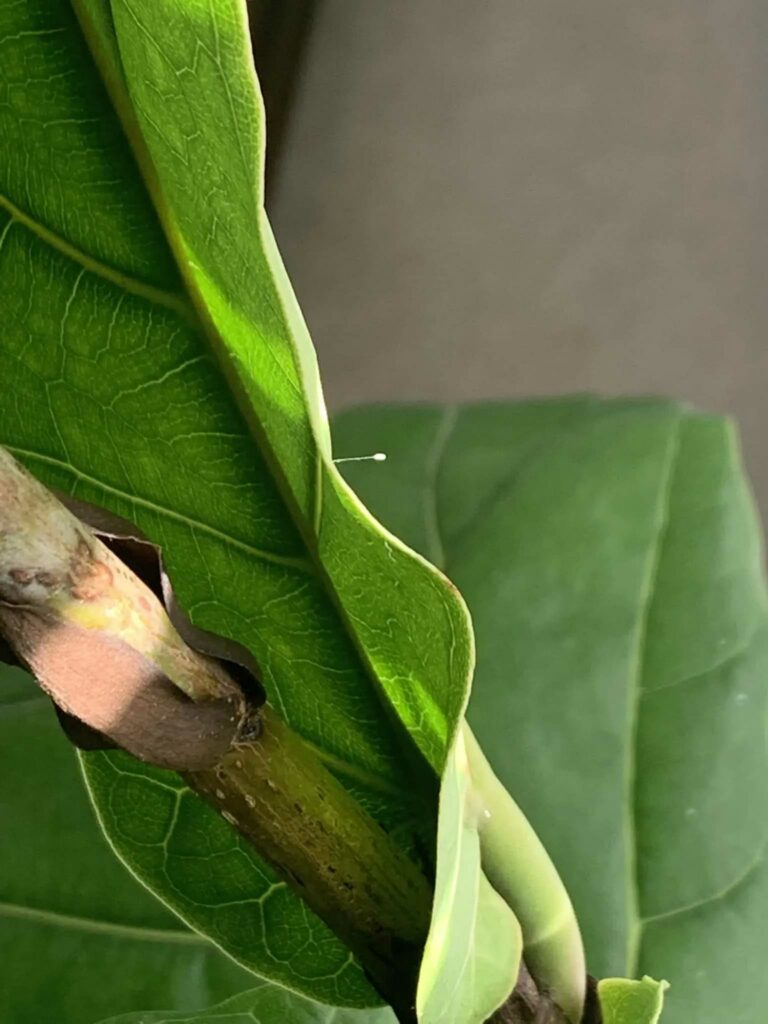 Are lacewings harmful to a fiddle leaf fig? Keep reading to learn what lacewings are and whether or not they pose a threat to your beloved plant.