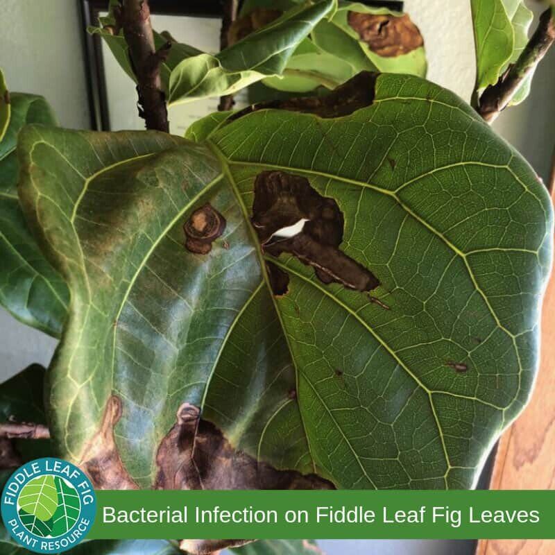 What Causes Brown Spots On Fiddle Leaf Fig Leaves