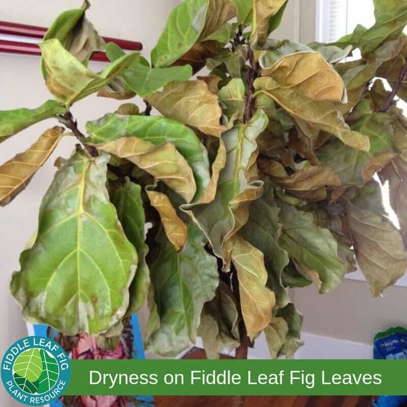 gear Ansøger Afgørelse What Causes Brown Spots on Fiddle Leaf Fig Leaves?