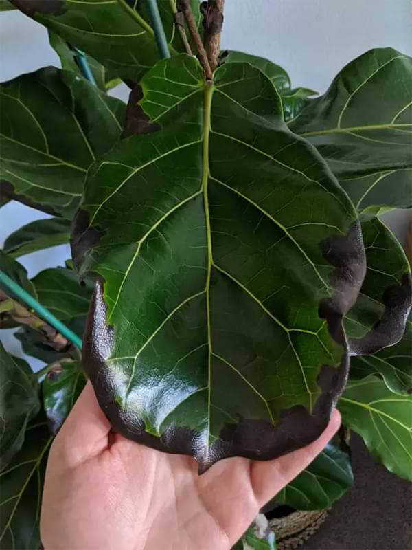 What Causes Brown Spots on Fiddle Leaf Fig Leaves & How To Treat It Quickly 11 The causes for brown spots on fiddle leaf fig leaves varies, but one thing is for certain - our guide can help you fix the problem fast.