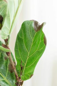 The causes for brown spots on fiddle leaf fig leaves varies, but one thing is for certain - our guide can help you fix the problem fast.