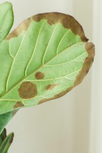 What Causes Brown Spots on Fiddle Leaf Fig Leaves & How To Treat It Quickly 8 The causes for brown spots on fiddle leaf fig leaves varies, but one thing is for certain - our guide can help you fix the problem fast.