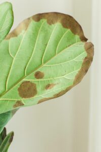 Stop What's Causing Brown Spots on Fiddle Leaf Fig Leaves Quickly