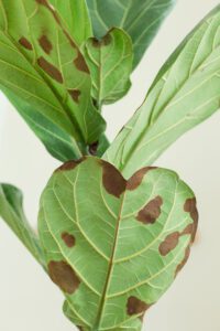 What Causes Brown Spots on Fiddle Leaf Fig Leaves & How To Treat It Quickly 10 The causes for brown spots on fiddle leaf fig leaves varies, but one thing is for certain - our guide can help you fix the problem fast.