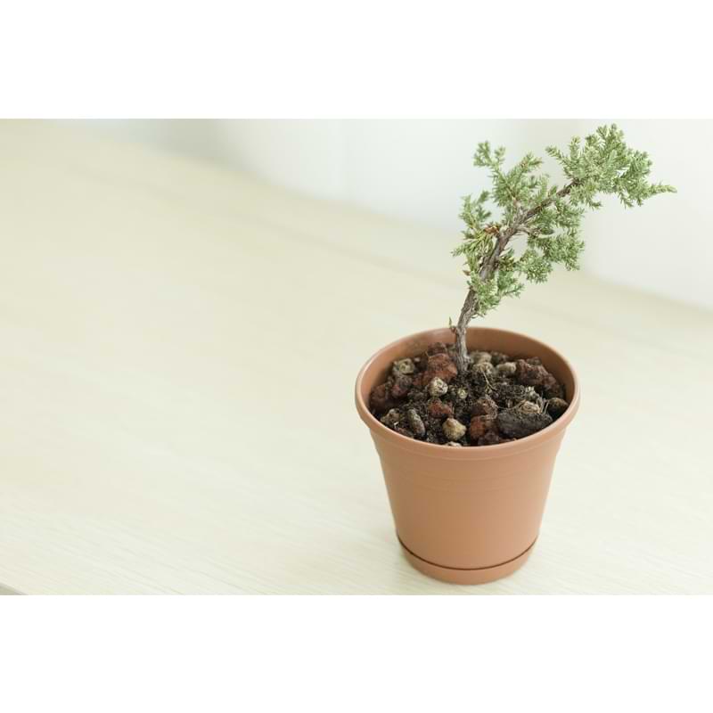 Akadama Soil - Simple Bonsai Care