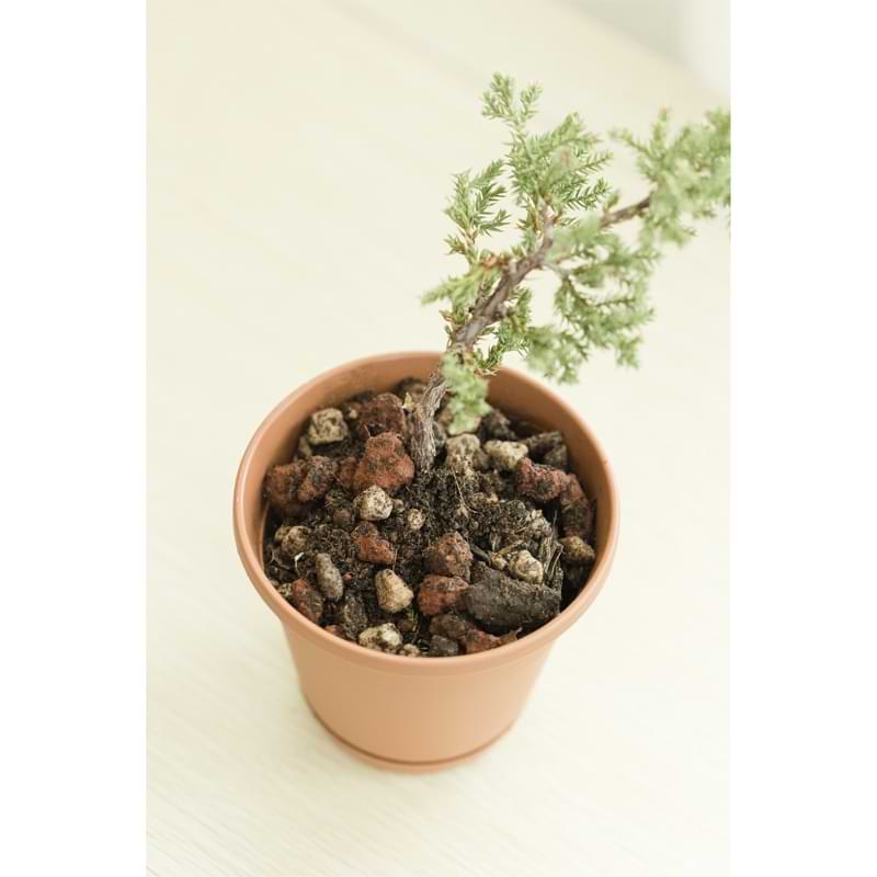 Bonsai Soil