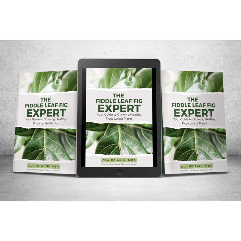 The Fiddle Leaf Fig Expert Book 1 3