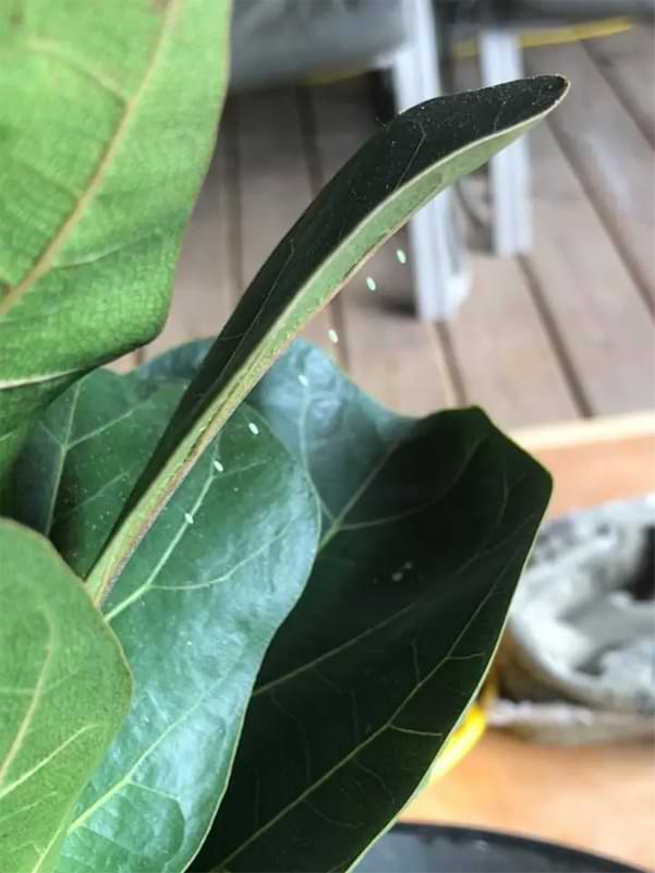 Are Lacewings Harmful to a Fiddle Leaf Fig? 3 Are lacewings harmful to a fiddle leaf fig? Keep reading to learn what lacewings are and whether or not they pose a threat to your beloved plant.