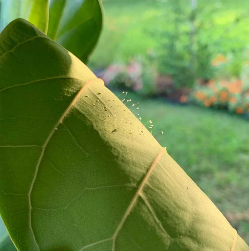 Are Lacewings Harmful to a Fiddle Leaf Fig? 4 Are lacewings harmful to a fiddle leaf fig? Keep reading to learn what lacewings are and whether or not they pose a threat to your beloved plant.