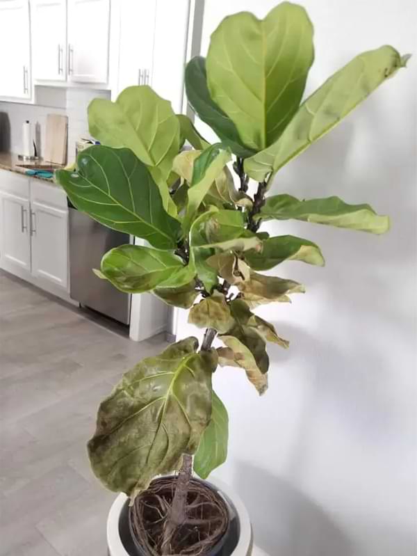 The causes for brown spots on fiddle leaf fig leaves varies, but one thing is for certain - our guide can help you fix the problem fast.