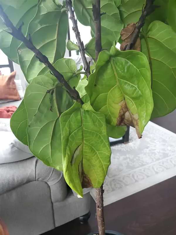What Causes Brown Spots on Fiddle Leaf Fig Leaves & How To Treat It Quickly 4 The causes for brown spots on fiddle leaf fig leaves varies, but one thing is for certain - our guide can help you fix the problem fast.