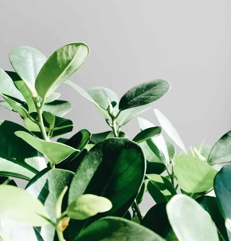 Looking for another plant to add to your collection? Consider a Ficus Audrey. Click to learn how best to care for ficus audrey plants.