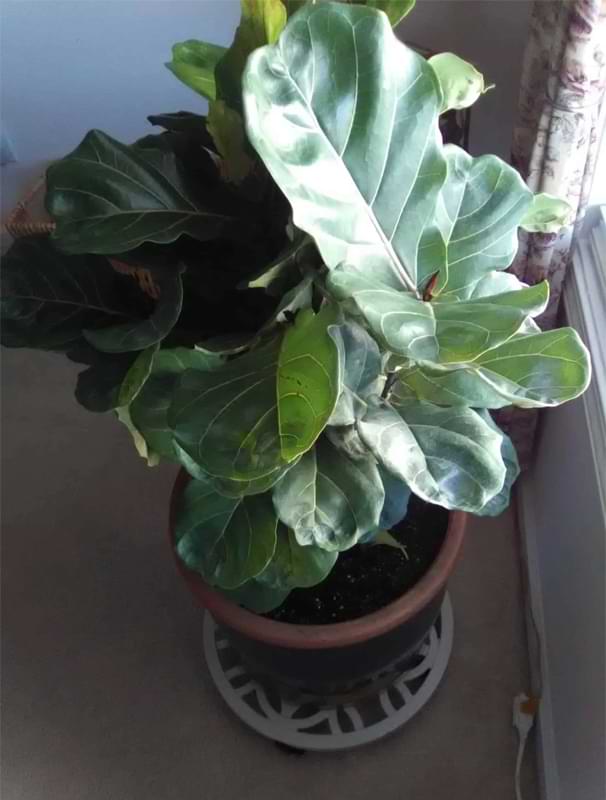 Over and under watering are the two most common killers of a fiddle leaf fig tree. There are 3 secrets to a healthy fiddle leaf fig.
